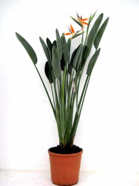 Strelitzia reginae (Paradiesvogelblume/Königs-Strelitzie) 60–80 cm C20 im Topf mit grünen Blättern und orangefarbenen Blüten