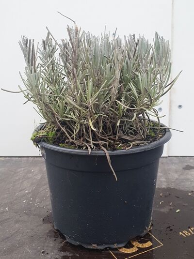 Echter Lavendel / Lavandula angustifolia