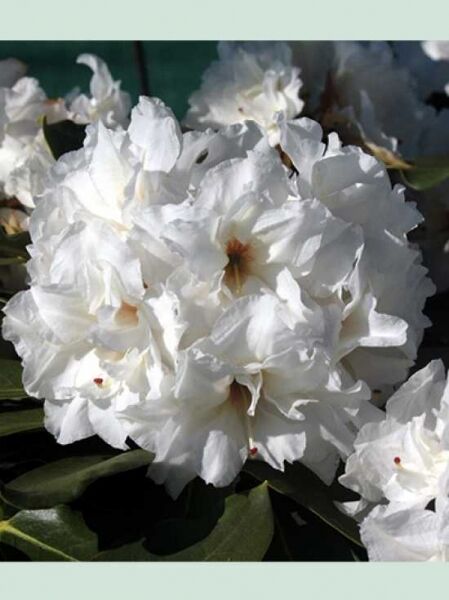 Rhododendron 'Whitestone' / Rhododendron Hybride 'Whitestone'