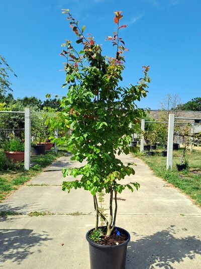 Eisenholzbaum / Parrotie 175-200 cm mehrstämmig - Parrotia persica (876120)