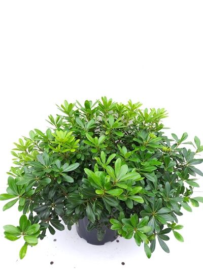Pittosporum tobira 'Nanum' (Chinesischer Klebsame 'Nanum'), kompakter Zwerg-Klebsame im Topf, dicht belaubt, 50–60 cm, C15