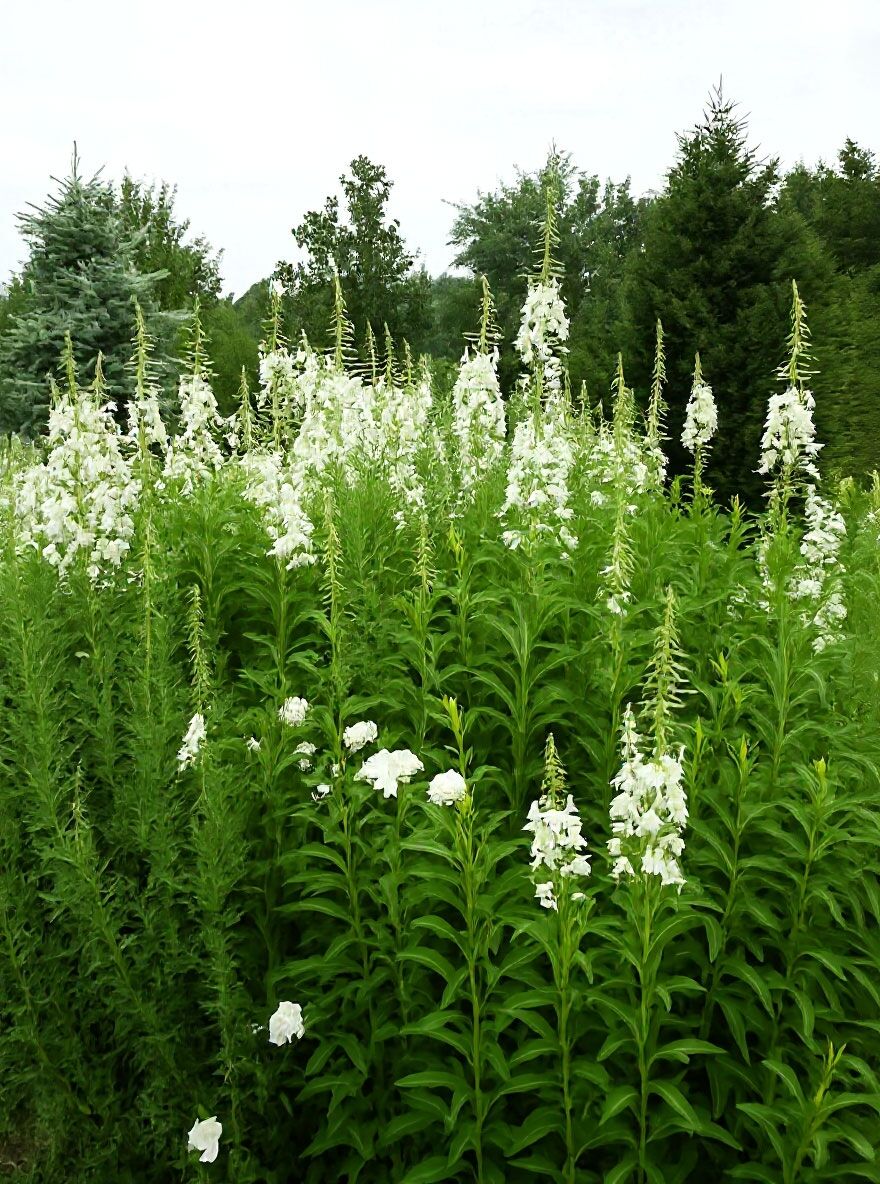 Weies Weidenrschen - Epilobium angustifolium f. albiflorum - Baumschule  NewGarden