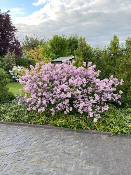 Syringa meyeri 'Palibin' / Zwerg-Duftflieder 'Palibin', kompakter Strauch mit zahlreichen rosa Blütenrispen und grünem Laub