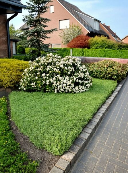 Viburnum tinus (Mittelmeer-Schneeball), immergrüner Strauch mit weißen Blütendolden im Gartenbeet