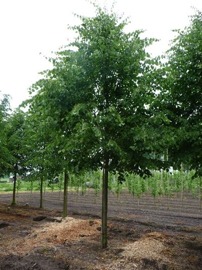 Tilia cordata / Winter-Linde