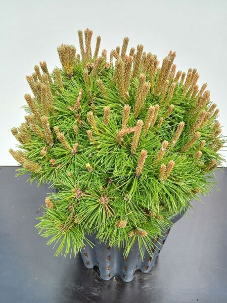 Kompakte Kugel-Kiefer 'Varella' / Pinus mugo 'Varella'