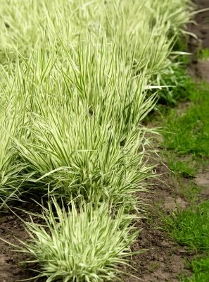euphorbia erythrea variegata Euphorbia Aggregata Aurea Variegata | organically grown sun loving  succulent plants