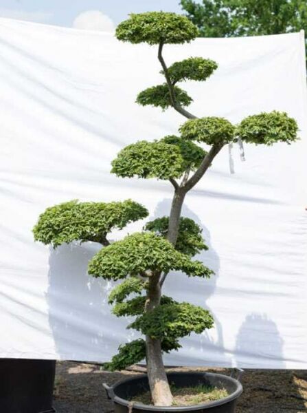 Ulmus minor 'Jacqueline Hillier' H: 210 cm B: 140 cm / Garten-Bonsai (603)