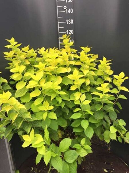 Philadelphus coronarius 'Aureus' / Gelber Europäischer Pfeifenstrauch, gelbgrünes Laub, im Topf, Höhe ca. 125–150 cm (C12)