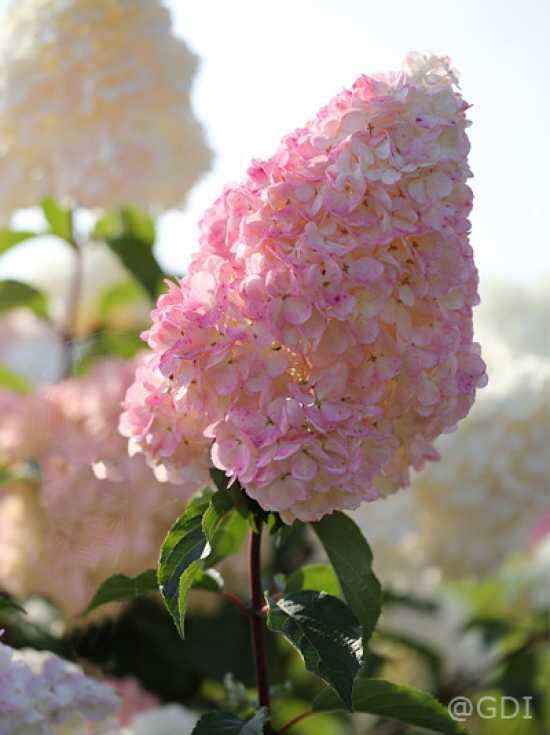 RispenHortensie 'Vanille Fraise