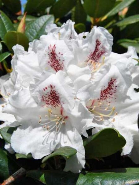 Rhododendron Hybride 'Rasteder Schlossperle' / Rhododendron 'Rasteder Schlossperle'