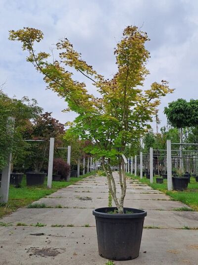 Shirasawas Fächer-Ahorn Acer shirasawanum 'Jordan', 250-300 cm, im Container C80, mehrstämmiger Baum mit fächerförmigen Blättern