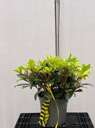 Japanische Skimmie 'Rubella' - Skimmia japonica 'Rubella'