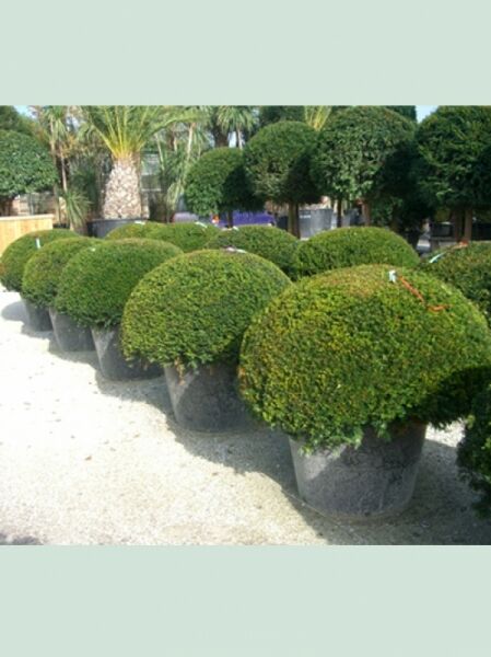 Taxus baccata „Kugel“ / Heimische Eibe „Kugel“, kugelförmig geschnittener Strauch im Topf, 100–120 cm, C150