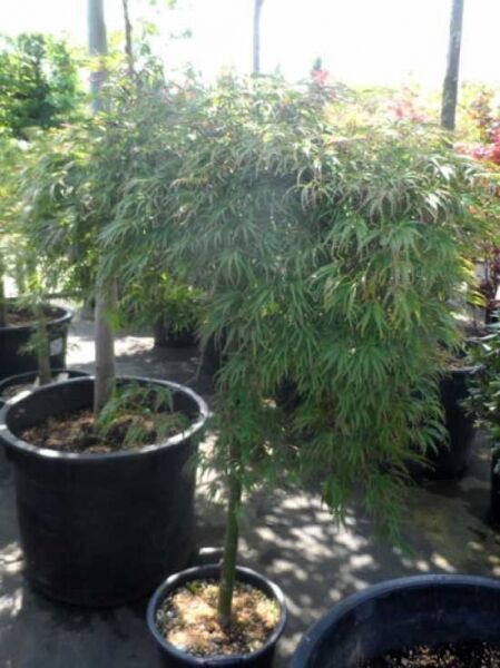 Acer palmatum 'Dissectum Garnet' (Dunkelroter Schlitz-Ahorn), Hochstamm im Container, fein geschlitztes, hängendes Laub.