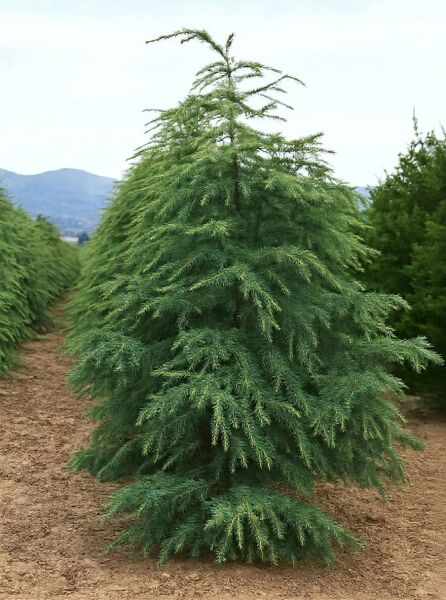 Himalaja-Zeder 'Robusta Glauca' (Cedrus deodara) als immergrüner Nadelbaum mit blaugrünen, überhängenden Zweigen.