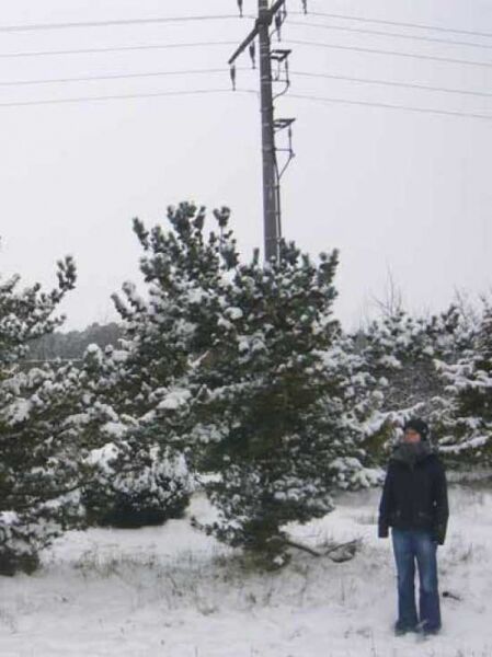 Pinus parviflora 'Glauca' / Blaue Mädchen-Kiefer 300-350 cm m. Db., Solitär mit ausladender Krone und blaugrünen Nadeln