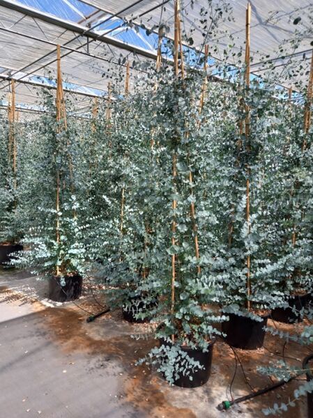 Mostgummi-Eukalyptus (Eucalyptus gunnii) Tasmanischer Eukalyptus 300–350 cm C30, hoher Strauch im Topf mit silbrigem Laub.