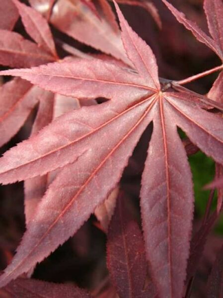 Acer palmatum 'Red Emperor' / Roter Fächer-Ahorn 'Red Emperor'
