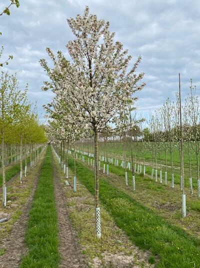 Zierapfel 'Professor Sprenger' / Malus 'Professor Sprenger'
