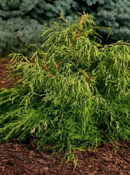 Hinoki-Scheinzypresse 'Tsatsumi' (Chamaecyparis obtusa 'Tsatsumi'), niedriger Strauch mit überhängenden, fadenförmigen Trieben.
