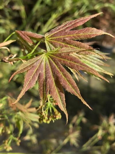 Fächerahorn 'Kinran' / Acer palmatum 'Kinran'