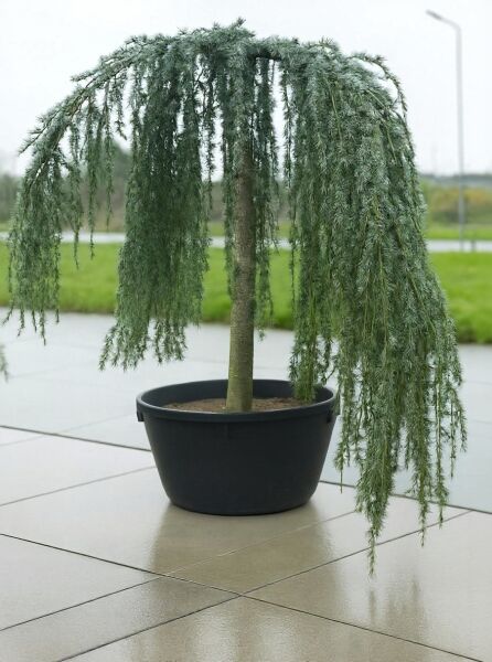 Trauer-Libanon-Zeder (Cedrus libani 'Glauca Pendula') Hochstamm im Container, hängende blaugrüne Zweige, 30-35 StU