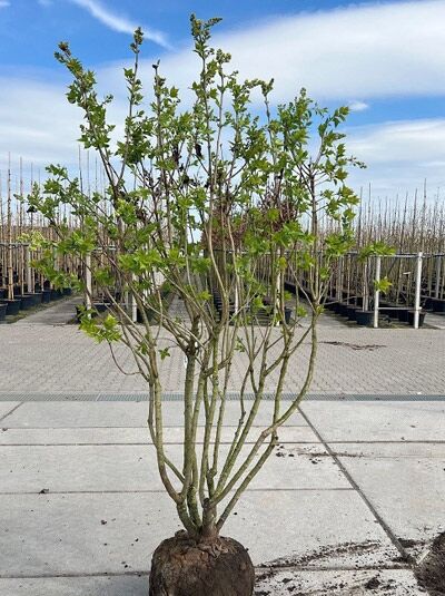 Gartenflieder / Gewöhnlicher Flieder / Edelflieder 'Madame Lemoine' - Syringa vulgaris 'Madame Lemoine'