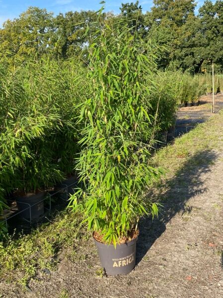 Elfenbeinbambus 'Ivory Ibis' ® / Elfenbeinbambus 'Ivory Ibis' ®