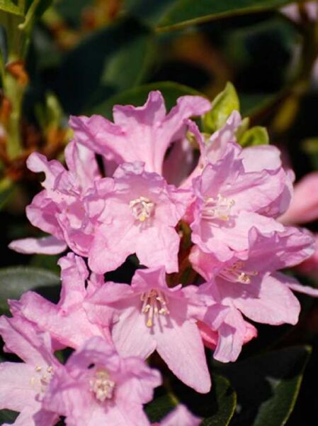 Zwergrhododendron 'Tottenham' / Zwergrhododendron 'Tottenham'