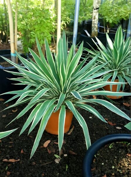 Yucca gloriosa 'Variegata' (Gelbbunte Kerzen-Palmlilie) C10, im Topf, rosettenförmige grün-weiß gestreifte Blätter