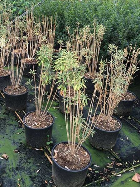 Echter Seidelbast / Echter Seidelbast