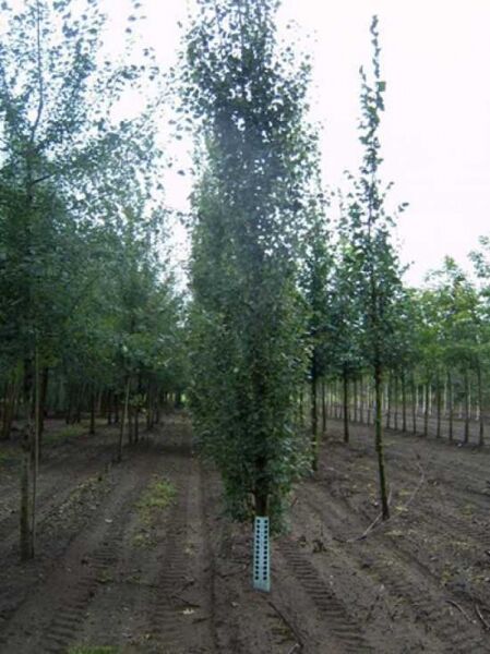 Populus tremula 'Erecta' / Säulen-Zitterpappel / Säulen-Espe, Heister 18-20 StU m. Db., schlanker Säulenbaum mit grünen Blättern