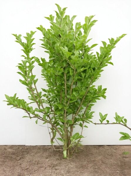 Magnolia loebneri 'Leonard Messel' / Rosa Stern-Magnolie 'Leonard Messel', 100-125 cm m. B., mehrstämmiger Strauch mit grünem Laub