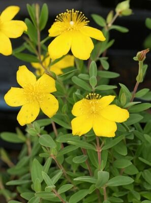 Rhodopen Johanniskraut - Hypericum cerastoides - Baumschule NewGarden
