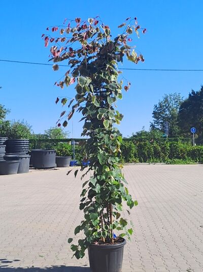 Kanadischer Judasbaum ’ Carolina Sweetheart’ 250-300 cm / Cercis ‘Carolina Sweetheart‘ (1577137)