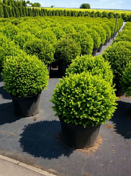 Taxus media 'Groenland' Kugel, Eibe 'Groenland' 50-60 cm m. B., kugelförmiger Strauch im Container