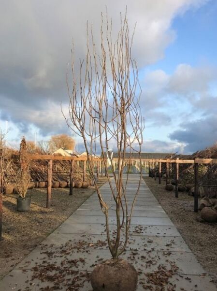 Säulen-Gleditschie Gleditsia triacanthos 'Skyline' 300-350 cm, mehrstämmiger Baum mit Drahtballen, unbelaubt.