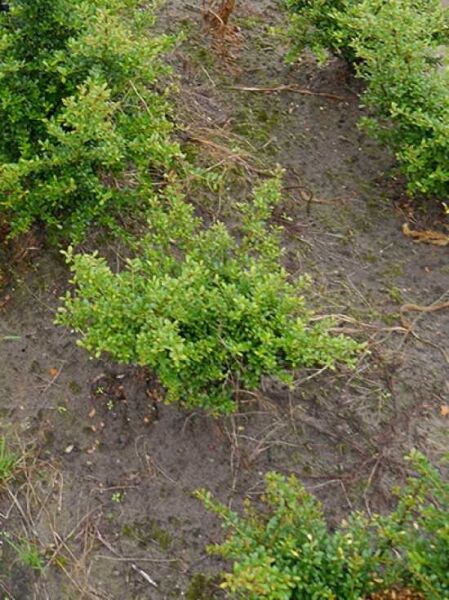 Zwerg-Bergilex 'Stokes' / Ilex crenata 'Stokes', 30–40 cm, im Beet wachsend mit dichtem, grünem Laub.