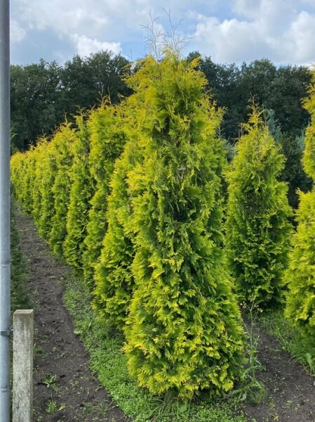 Chamaecyparis lawsoniana 'Stardust' / Gelbe Scheinzypresse 'Stardust' 200-225 cm m. B., gelbgrüne, kegelförmige Konifere im Feldanbau