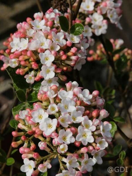 Wintergrüner Duft-Schneeball Viburnum burkwoodii 'Anne Russell' mit weißen Blüten und rosafarbenen Knospen am Zweig