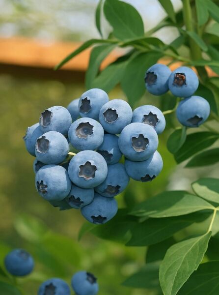 Vaccinium corymbosum 'Northsky' / Zwerg-Heidelbeere 'Northsky' mit blauen Beeren in Traube und grünen Blättern