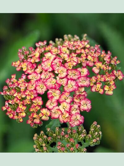 Achillea millefolium 'Tricolor' / Schafgarbe