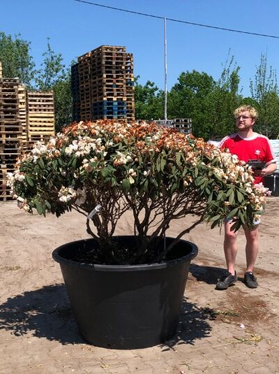 Rhododendron 'Silberwolke' Schirmform H: 110 cm B: 200 cm  / Rhododendron yakushimanum 'Silberwolke'