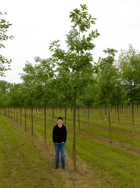 Quercus rubra (Rot-Eiche), Amerikanische Rot-Eiche Hochstamm 14-16 StU, junger Baum mit schlankem Stamm und grüner Krone
