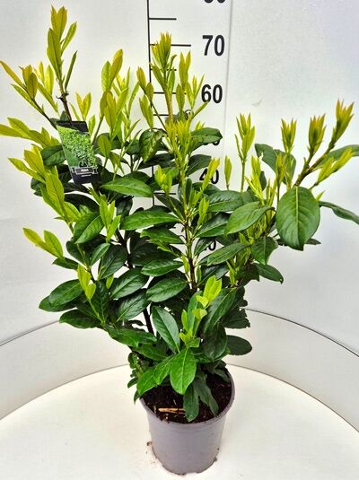 Prunus laurocerasus 'Novita' / Kirschlorbeer 'Novita' 60-80 cm C5, Topfpflanze mit glänzend grünen, elliptischen Blättern.