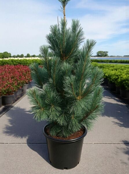 Pinus flexilis 'Vanderwolf's Pyramid' / Biegsame Kiefer, 125-150 cm, im Container C50, aufrecht wachsend mit blaugrünen Nadeln