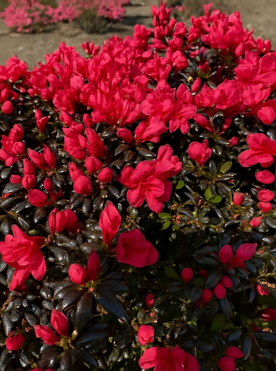japanische stechpalme dngen Japanische Stechpalme Dark Green (Ilex crenata) | 20-30 cm im Topf