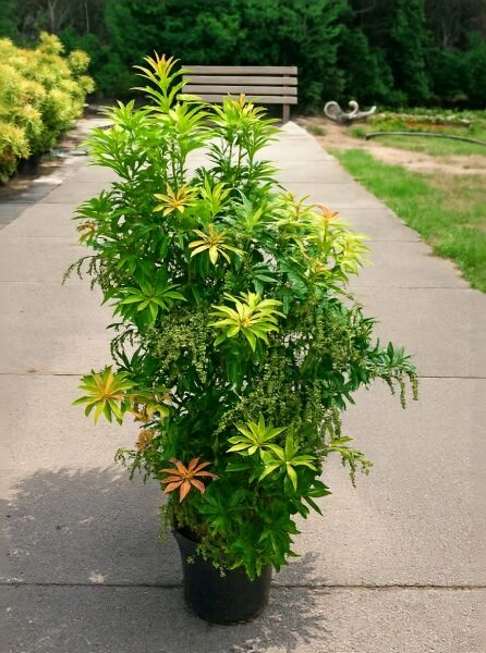 Pieris japonica 'Forest Flame' / Japanische Lavendelheide 'Forest Flame', 60–80 cm, C20, im Topf mit grünem Laub und rötlichem Austrieb