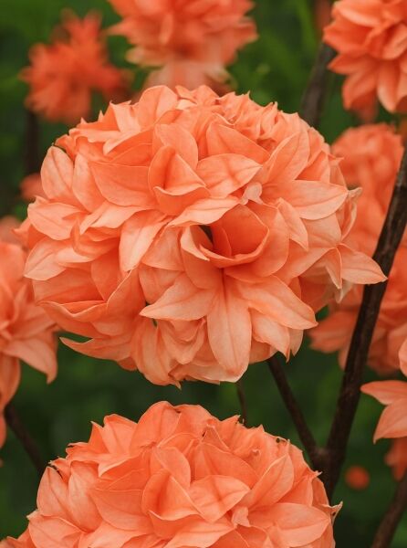 Sommergrüne Azalee 'Gena Mae' (Azalea luteum), orangefarbene, gefüllte Blüten in Nahaufnahme am Zweig.